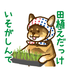 Niigata dialect speaking shibainu 3