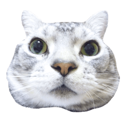 Vivi's talking a picture cat sticker