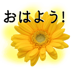 A floral message! Gerbera