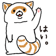 White Raccoon dog SHIROTANU