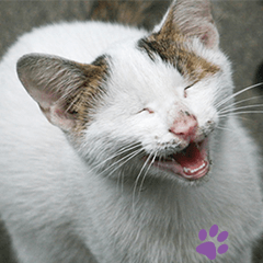 street Cat images -1