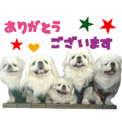 Real DOG White Pekingese