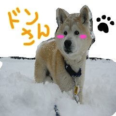 Stupid shiba dog's Don