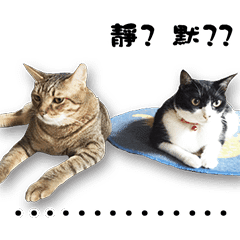 Angel's beauty cat-Bear&Wan